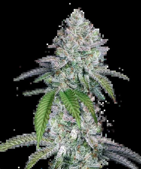 Slurricane Strain – 29% THC & Berry Flavor | Shop Now in USA