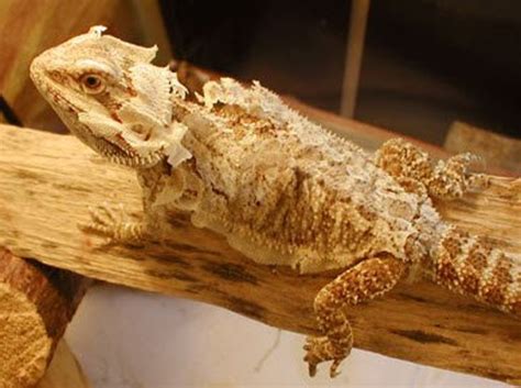 Bearded Dragon Behavior and Diseases - PetHelpful