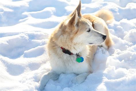 Funny Siberian Husky Golden Retriever German Shepherd Mix - l2sanpiero