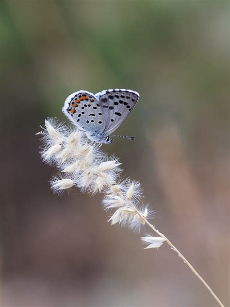 Eastern Baton Blue | Pseudophilotes vicrama - Ohrid, Macedon… | Flickr