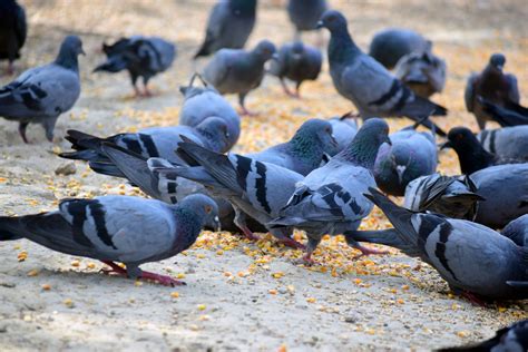 Feeding The Pigeons 1 Free Stock Photo - Public Domain Pictures