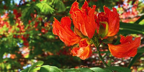 Hawaiian Flowering Trees: 12 Beautiful Varieties - GFL Outdoors