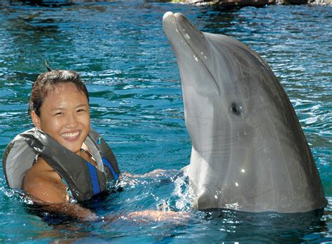 Dolphin Quest - Oahu | Go Hawaii