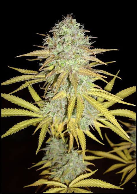 Grapefruit - strain - Female Seeds | Cannapedia