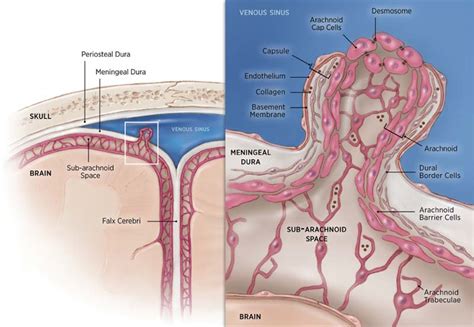 3 Anatomy and Biology of the Leptomeninges | Neupsy Key