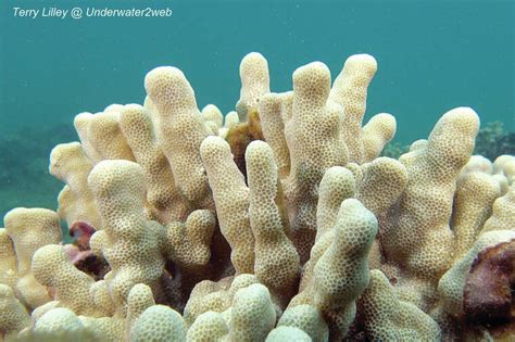 CRITTER: Pohaku puna the finger coral, natures seawall - The Garden Island