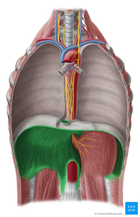 Diaphragm: Location, anatomy, innervation and function | Kenhub