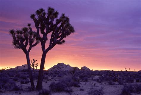 Joshua Tree Sunrise Photograph by Eric Foltz