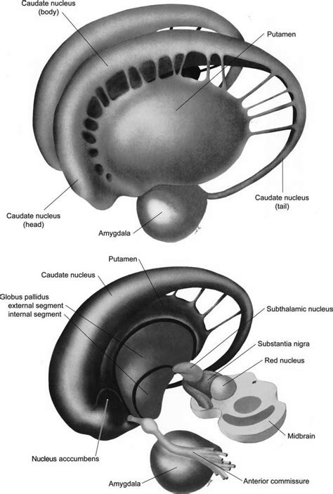 Structure Of The Basal Ganglia