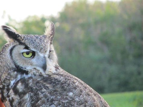 A most superb owl! : r/Superbowl