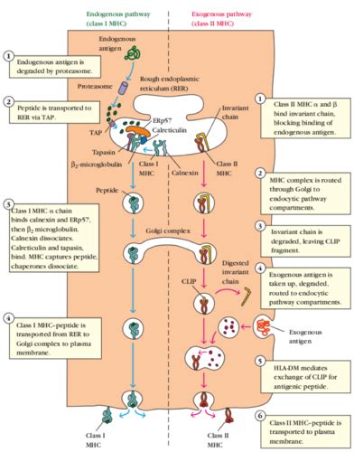 antigen presentation definition quizlet