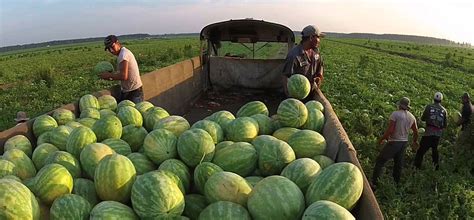 It’s Time to Schedule Your Watermelon Harvest Vehicle Inspection ...