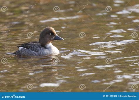 Beautiful Female Goldeneye Duck Stock Photo - Image of alaska, wildlife ...