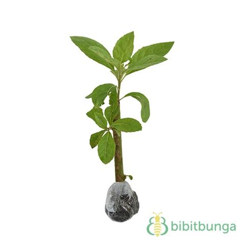 Jual Tanaman Daun Afrika - BibitBunga.com