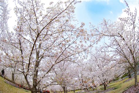 当“3.28文化服务日”遇见“樱花陌上红”，是宝山这个春天里最美的邂逅！