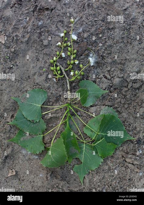 Cottonwood tree seeds hi-res stock photography and images - Alamy