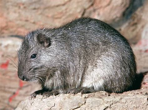 Endangered Species: The Bahamas Hutia | Repeating Islands