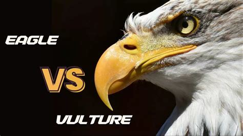 Difference Between Eagle And Vulture? Know About Eagle vs Vulture