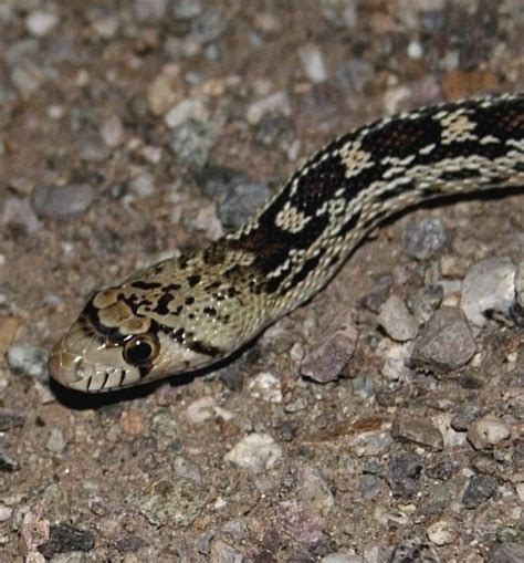 SONORAN GOPHERSNAKE (Pituophis catenifer affinis) | Reptile care, Snake, Serengeti