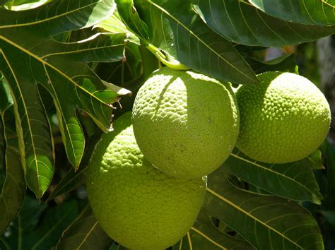 Breadfruit, A Tropical Superfood, Could Help The World's Hungry Tropics : The Salt : NPR