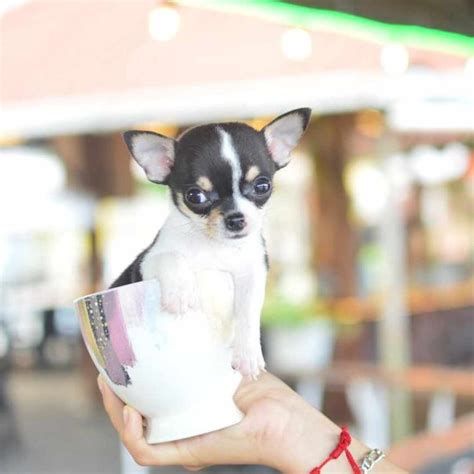 Teacup Chihuahua Dog Breed Guide: How Big Does it Grow?