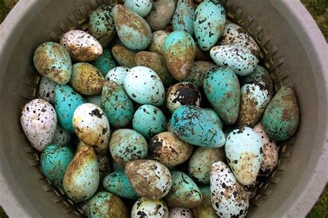 Bird Egg Colors Are Influenced by Local Climate - Scientific American