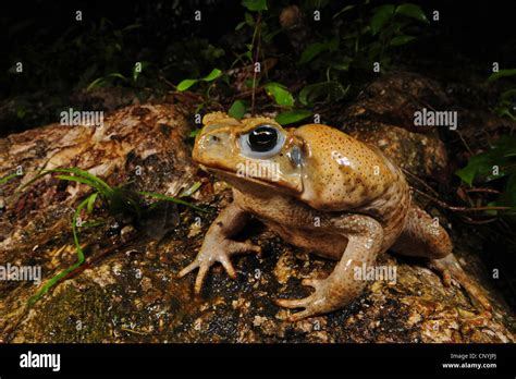 giant toad, marine toad, cane toad, South American Neotropical toad ...