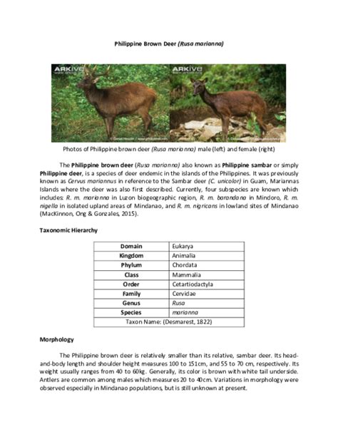 (PDF) Philippine Brown Deer: Description and Status in the Philippines ...