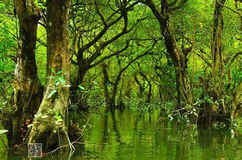 Amazing Ratargul Swamp Forest, Sylhet - Freshwater Tourist Spot