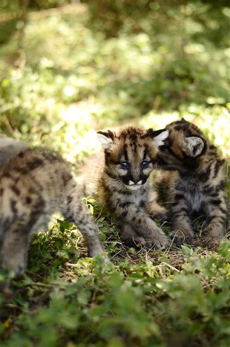 Three new mountain lion cubs debut at Animal World and Snake Farm Zoo ...