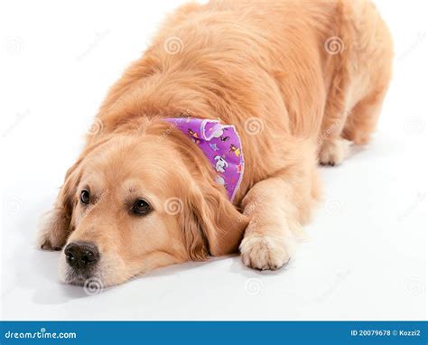 Lazy Dog stock photo. Image of accessories, cute, domestic - 20079678