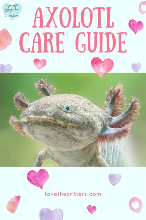 Axolotl Care Guide | Axolotl care, Axolotl, Axolotl pet