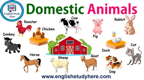 Domestic Animals Names in English - English Study Here