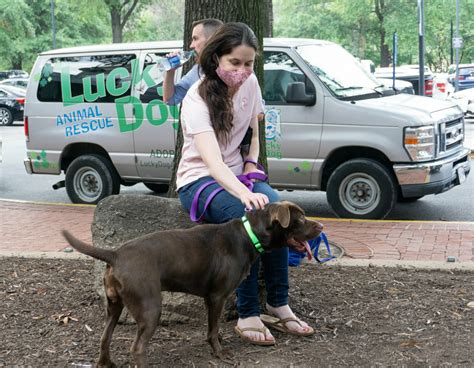 Arlington animal rescue gives shelter to dogs impacted by Hurricane Ida ...