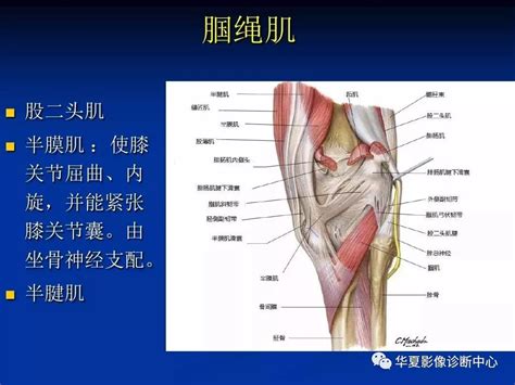 超全丨膝关节解剖基础