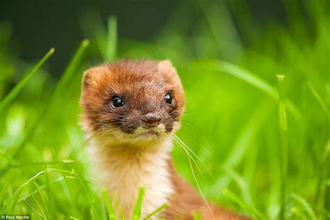 British Wildlife Centre photo contest highlights best of British nature ...