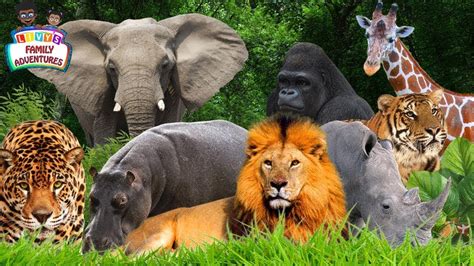 Learning Jungle Animals - Jungle Animals Names and Sounds - YouTube
