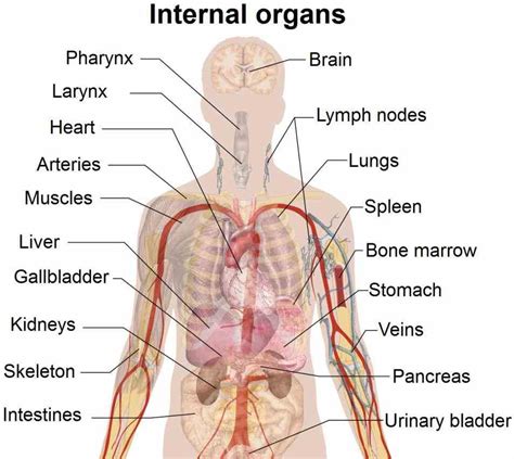 Diagram Of Inside Human Body | MedicineBTG.com