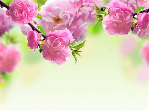 Mother's Day Flowers Wallpapers - Wallpaper Cave