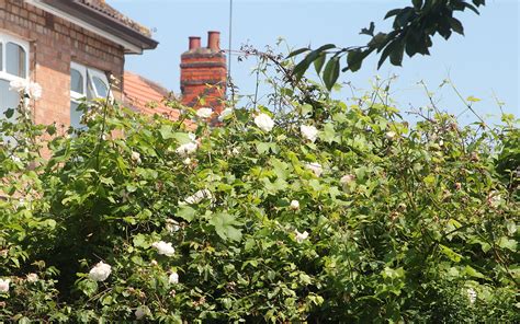 The White climbing rose tangled with the grape vine. It was a big job but both have since been ...