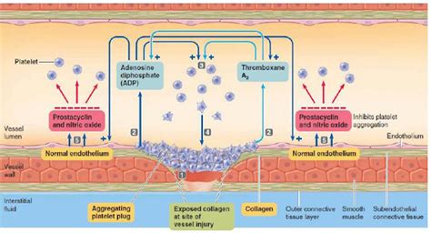 血小板栓子形成機制(platelet plug formation) - 小小整理網站 Smallcollation