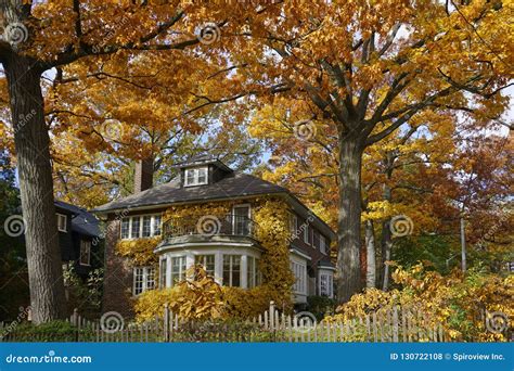 Tree Lined Residential Street Stock Photo - Image of picket, large: 130722108