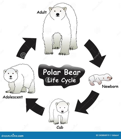 Polar Bear Life Cycle Infographic Diagram Cartoon Vector ...