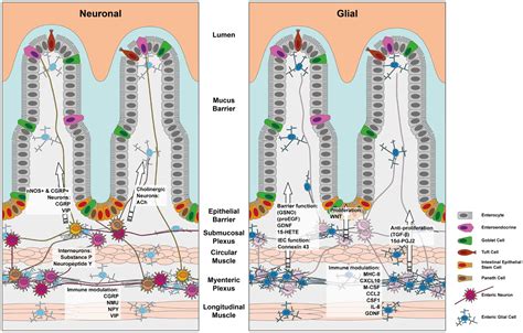 Frontiers | Guardians of the gut: influence of the enteric nervous system on the intestinal ...