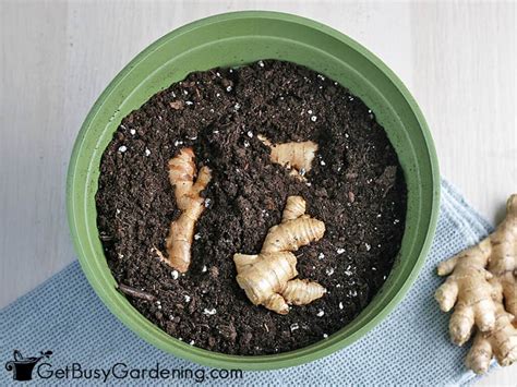 How & When To Plant Ginger - Get Busy Gardening