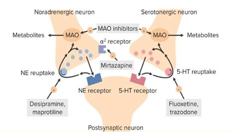 Sertraline Mechanism Of Action