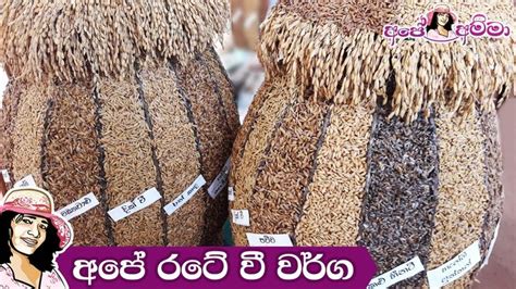 Types of paddy varieties in Sri lanka අපේ රටේ වී වර්ග | Sri lanka, Variety, Rice varieties