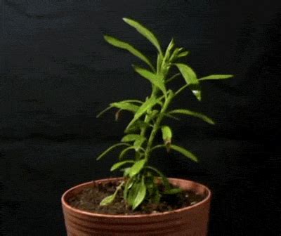 Plant Drought GIF by University of California - Find & Share on GIPHY