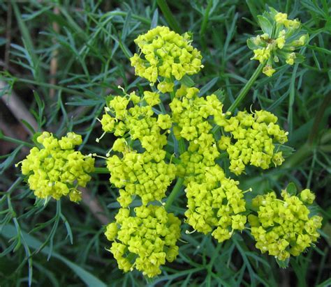 Flowers & Planets: Fennel Flowers