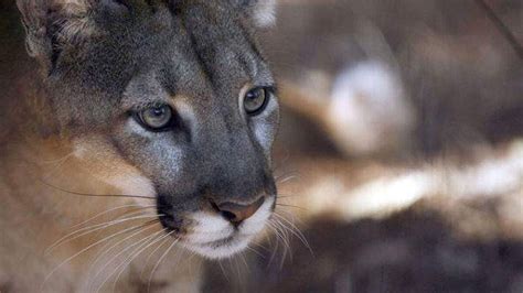 Feds want public comment on plan to develop panther habitat